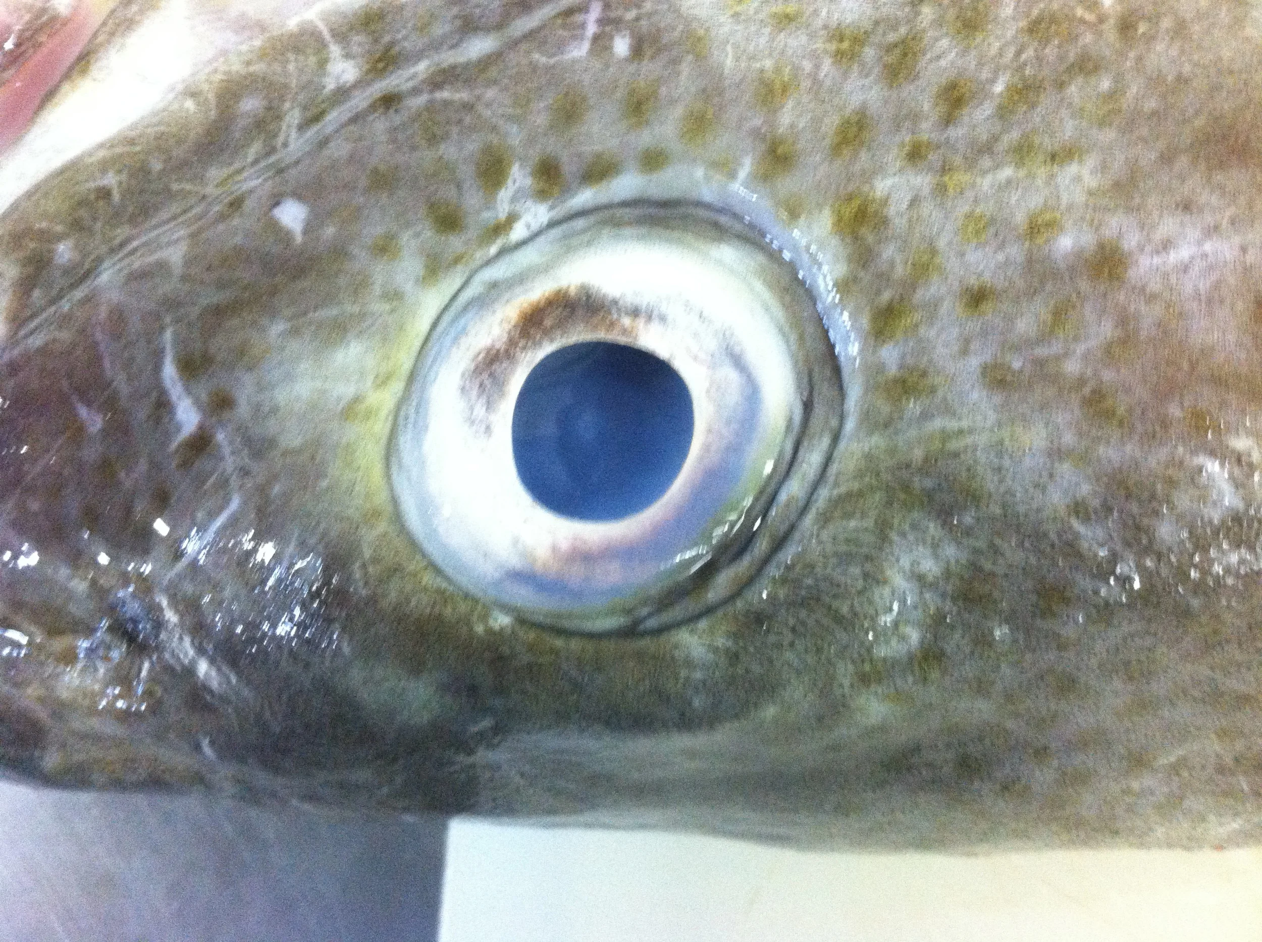 Cod eye.jpg