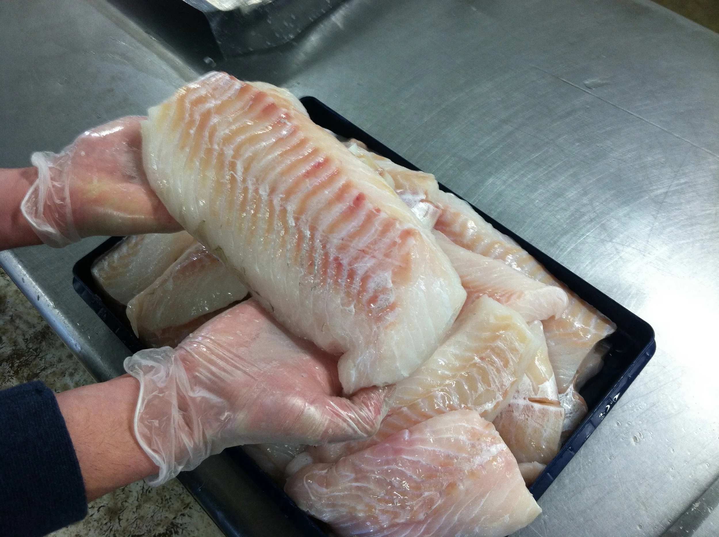 Our Catch (Photo Gallery) — The Local Catch, Inc. The Best Rhode