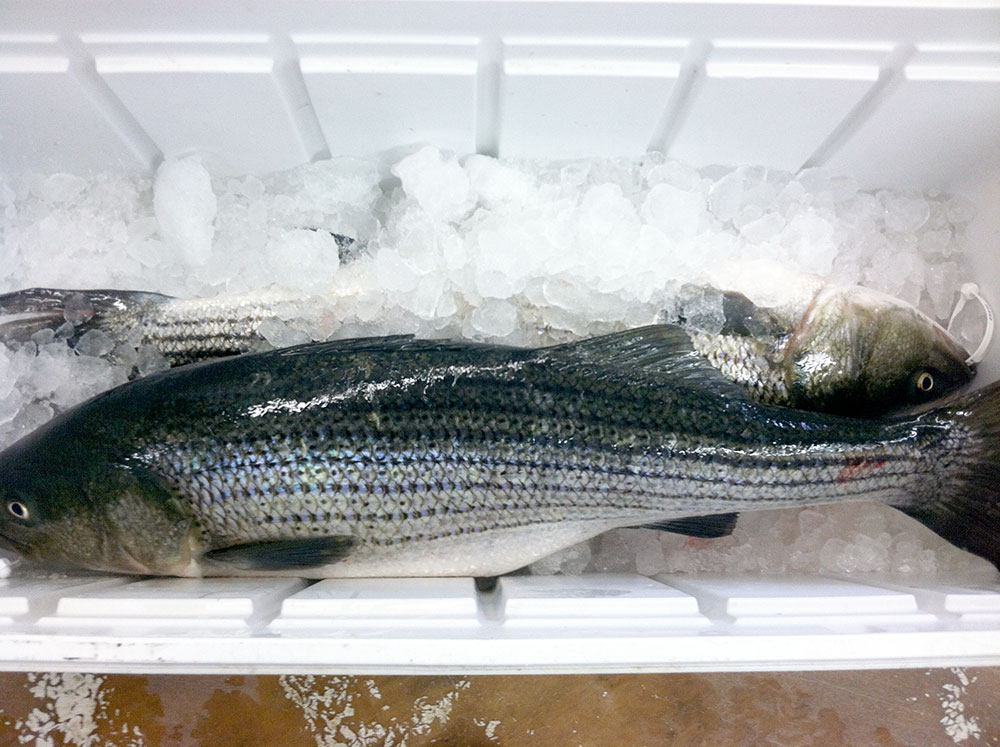 striped-bass-2-(28lb,-17lb)WB.jpg