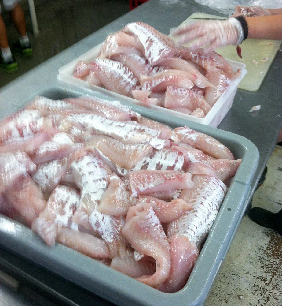 Haddock-fillets-1512-W.jpg