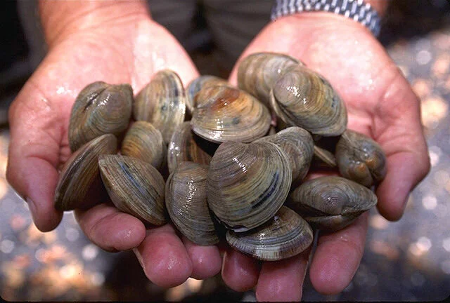LittleNeck_clams_USDA96c1862.jpg