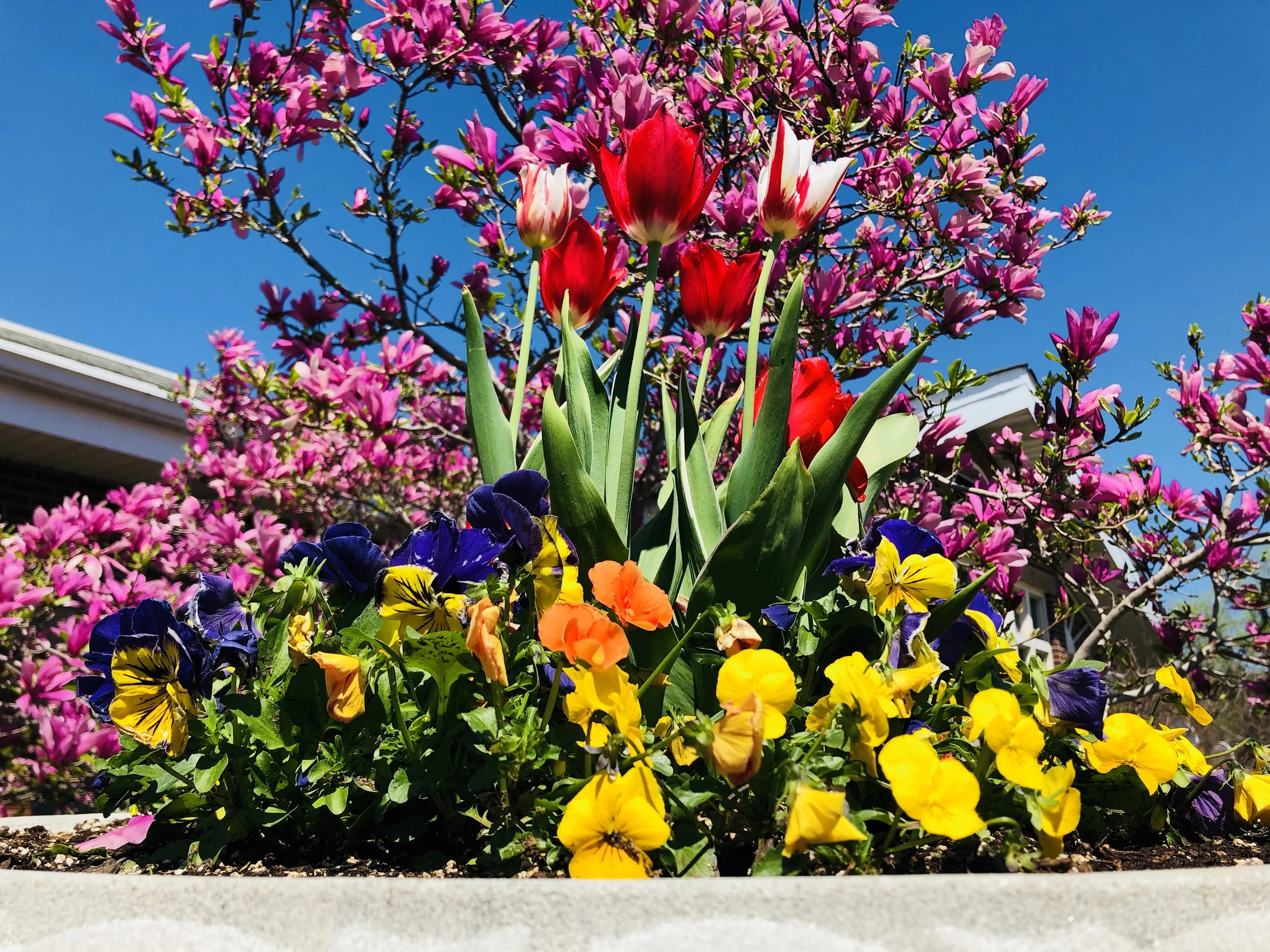 Spring flowers in Wicker Park. May 6, 2018.