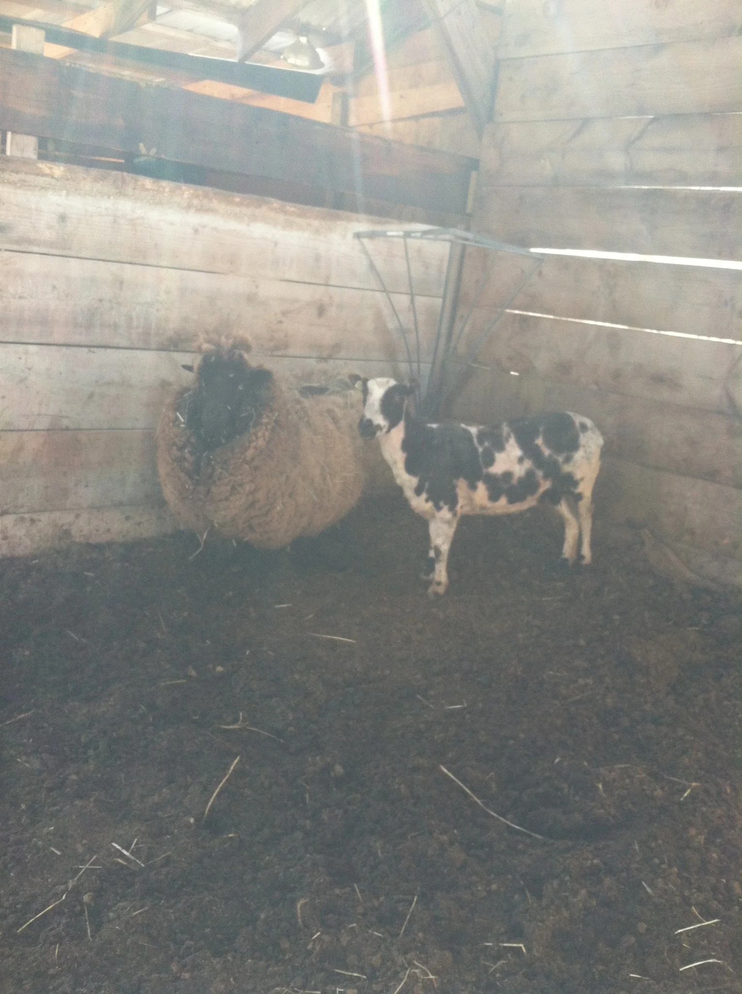 One chilly sheep and one patiently waiting her turn.