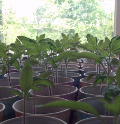 The seedlings are stretching towards the sun.