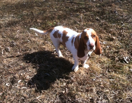 Gus enjoyed the break in weather too. His short legs are not great for running in the snow. 