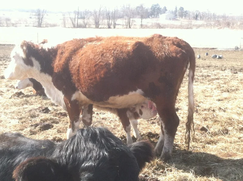 Our calf that was born just after Christmas enjoyed a little drink.