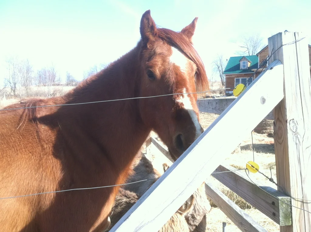 Our shaggy haired boy is ready for winter to end so he can shed his itchy winter coat.
