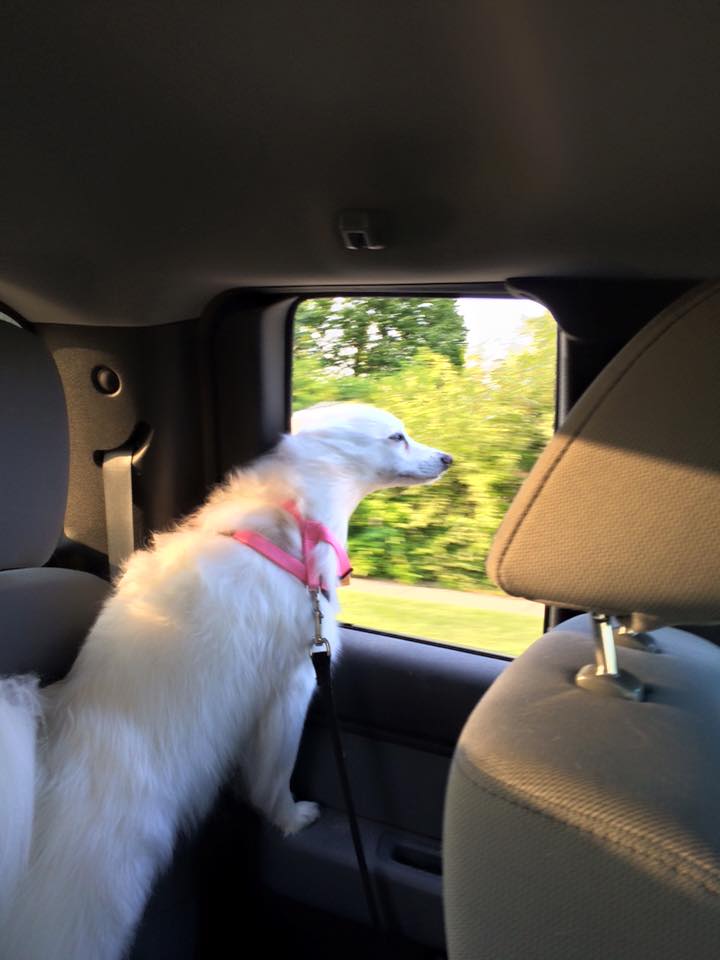 Maddy, American Eskimo Dog