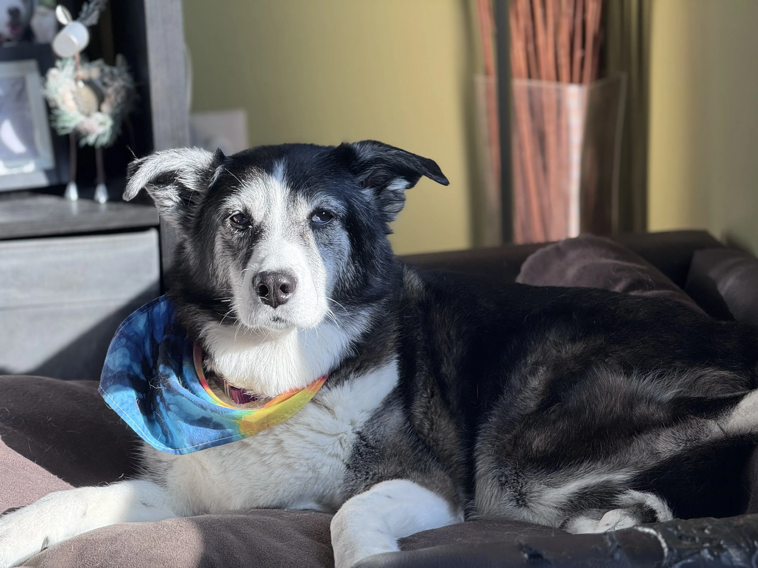 IMAGE: The last photo of my dog Whiskey, a very gray and elderly black and white husky/border collie mix.