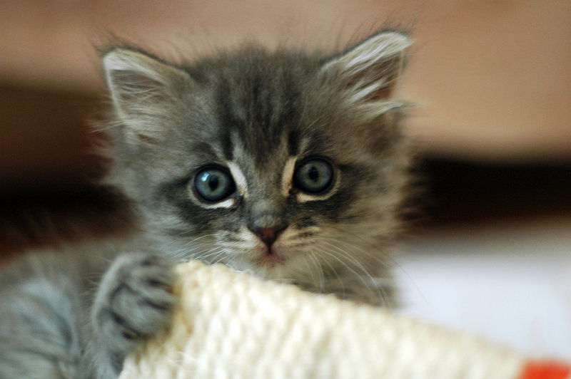 800px-Cute_grey_kitten