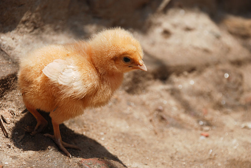 800px-Chick_on_sand