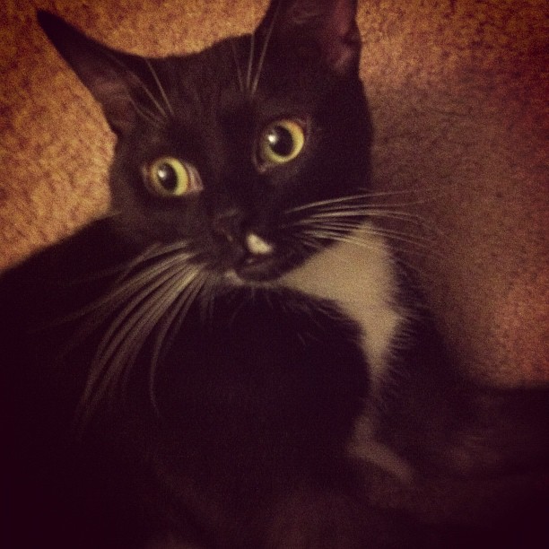 cat