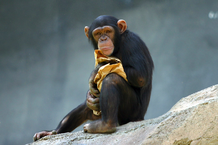 Lightmatter_chimp