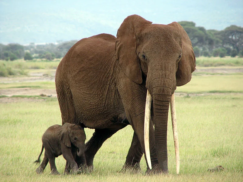 800px-AElephantMom2113.jpg