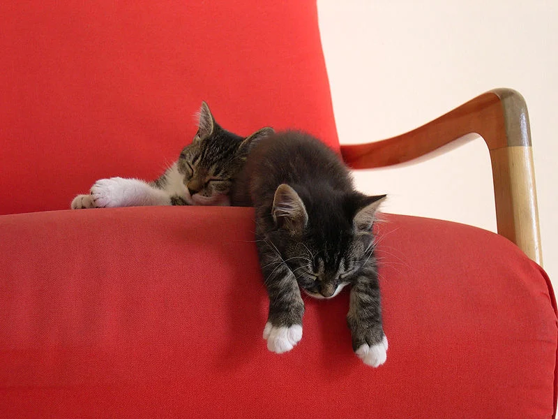 800px-Louis-&-Chanel-taking-a-nap.jpg