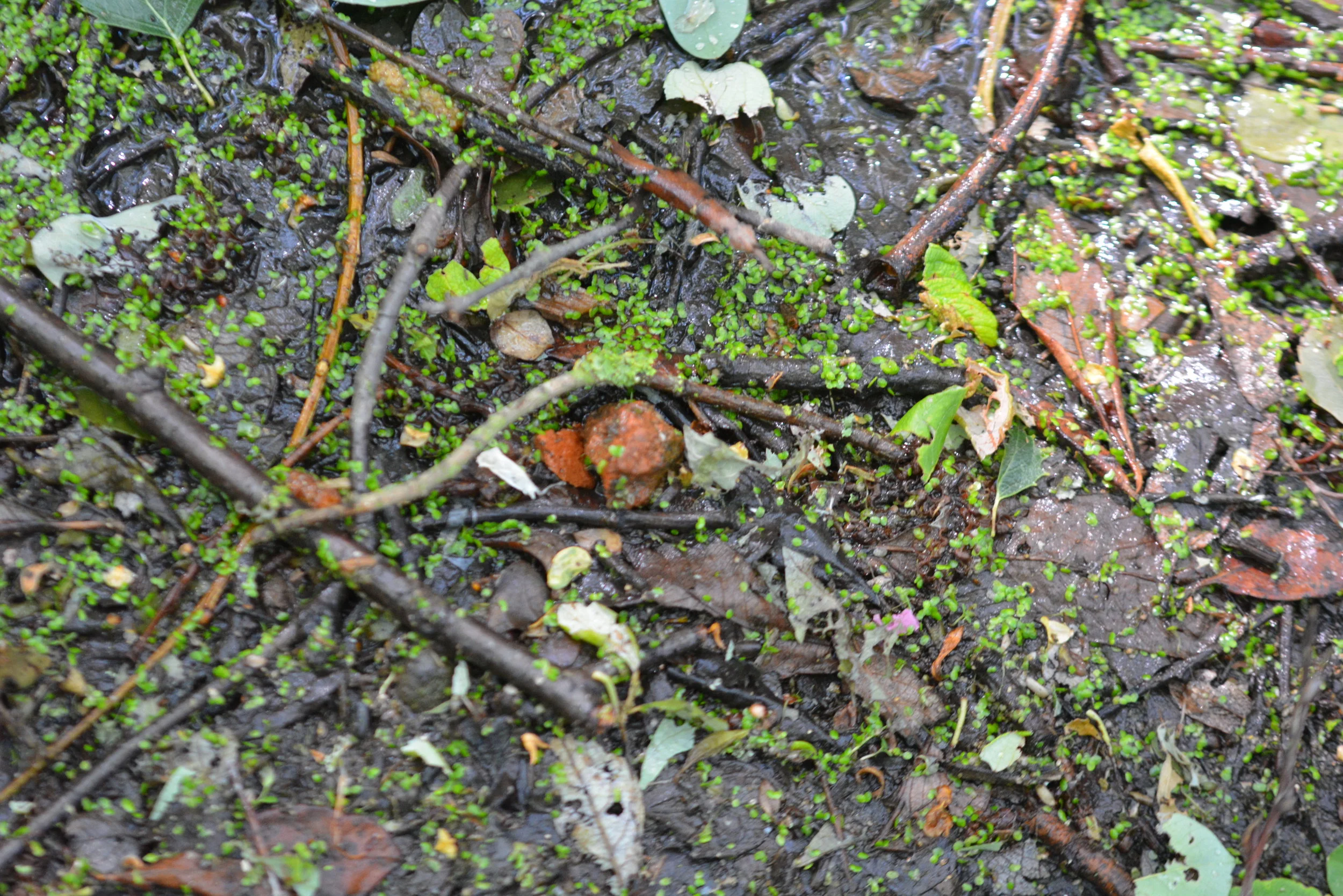 DSC_0229.JPG
