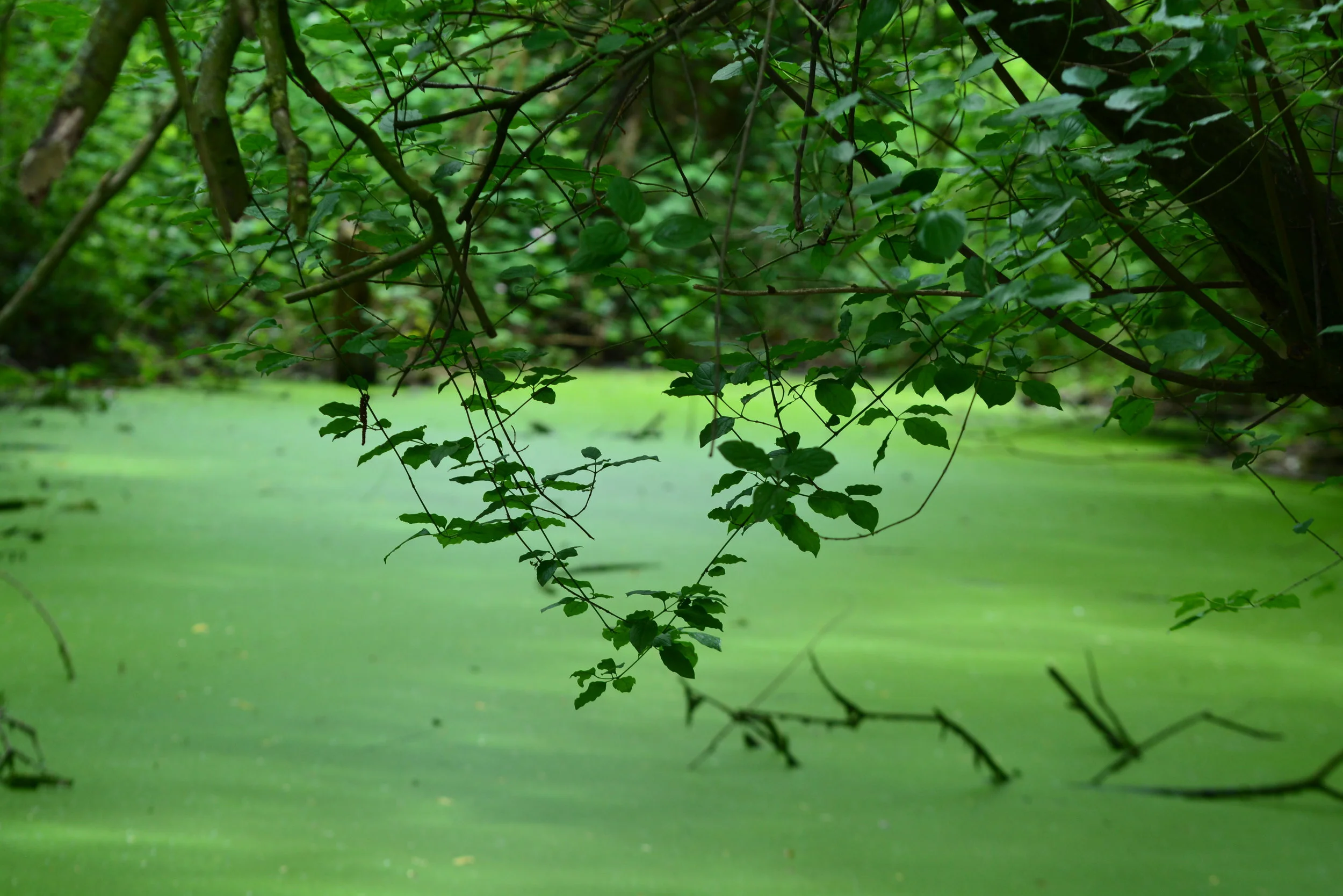 DSC_0206.JPG