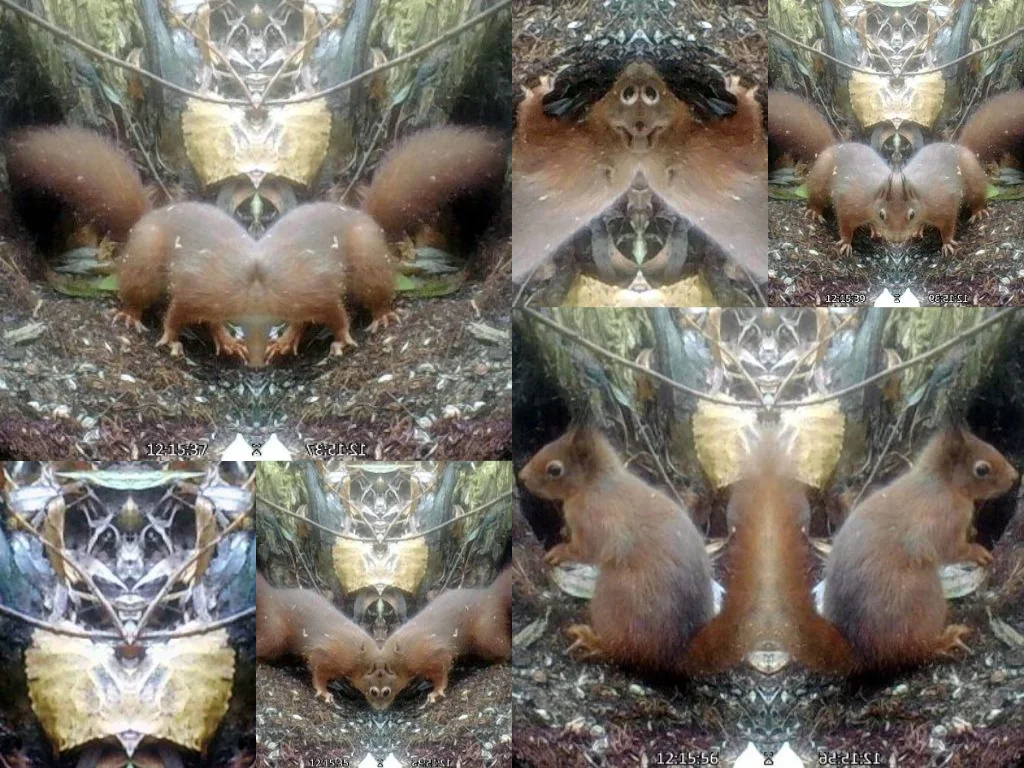 collage-ecureuil.jpg