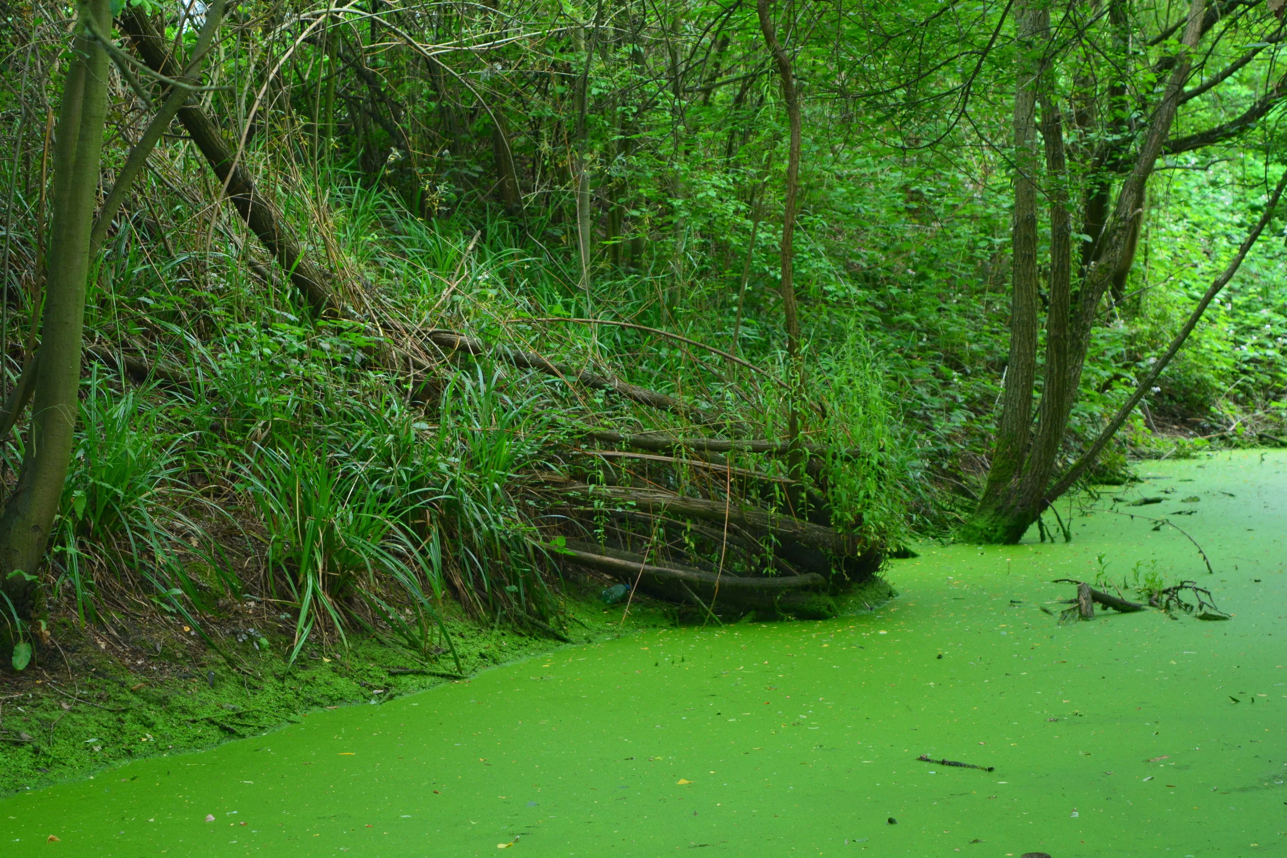DSC_0392.JPG