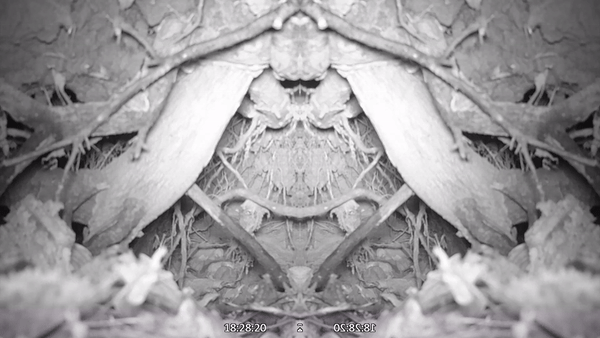 gif-souris[1].gif