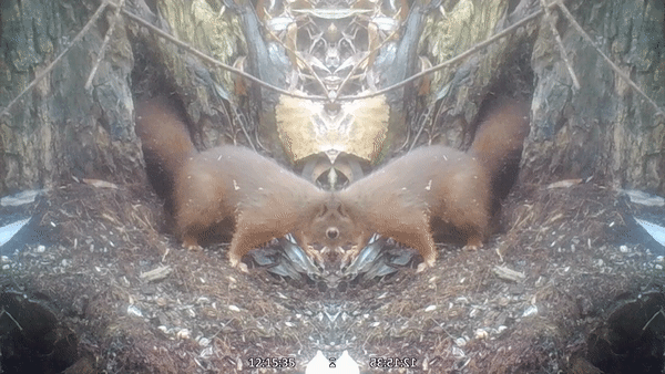 ECUREUIL.gif