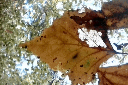 gif_automne.gif