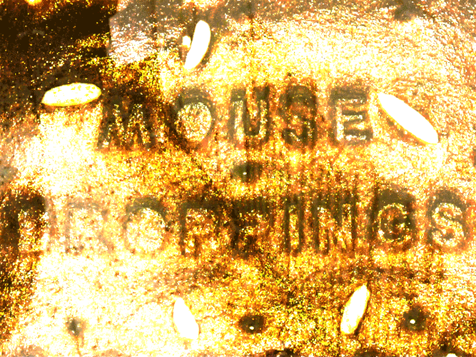 souris08.gif
