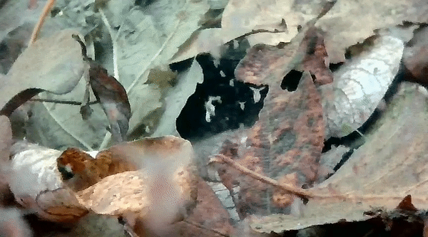 cyclopoid-gif.gif