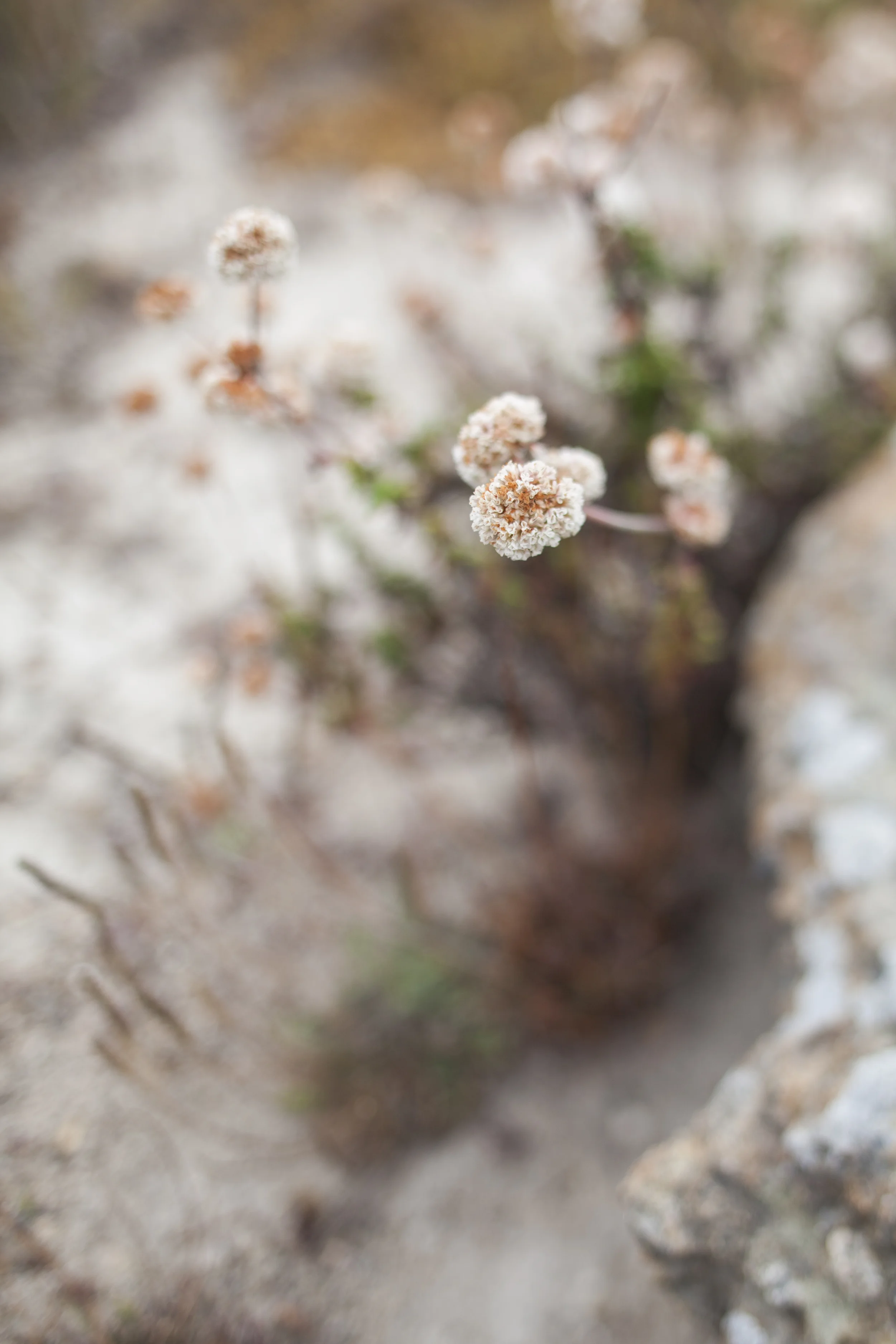 _MG_9027.jpg