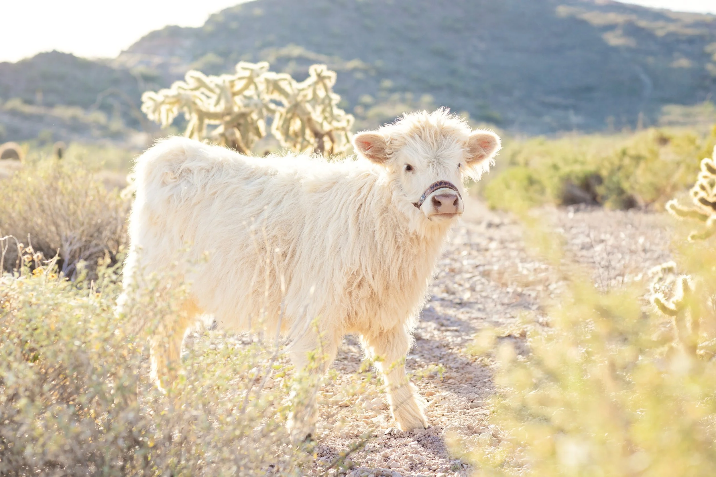 Nakupenda Photography-2.jpg