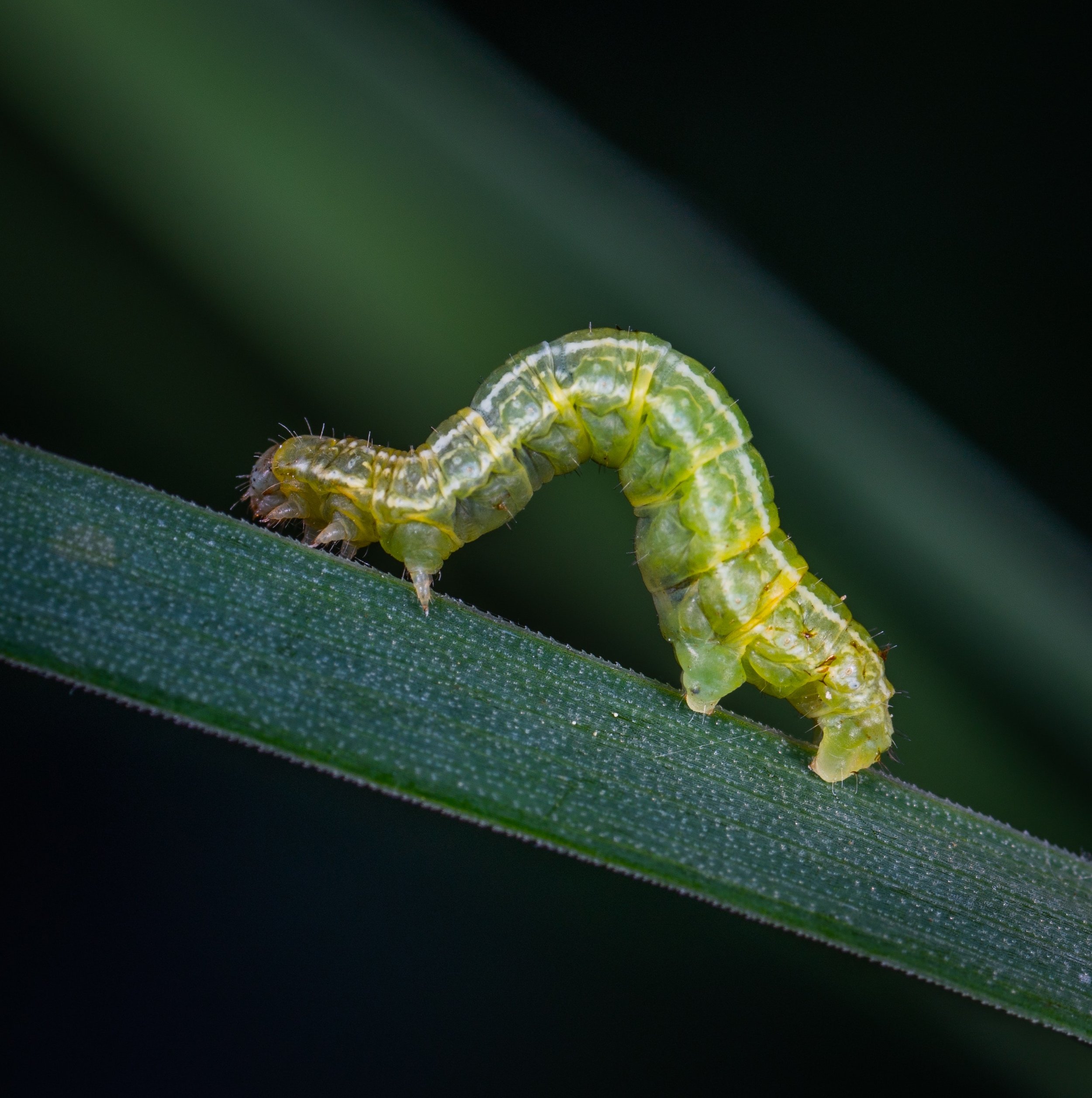 Becoming The Butterfly