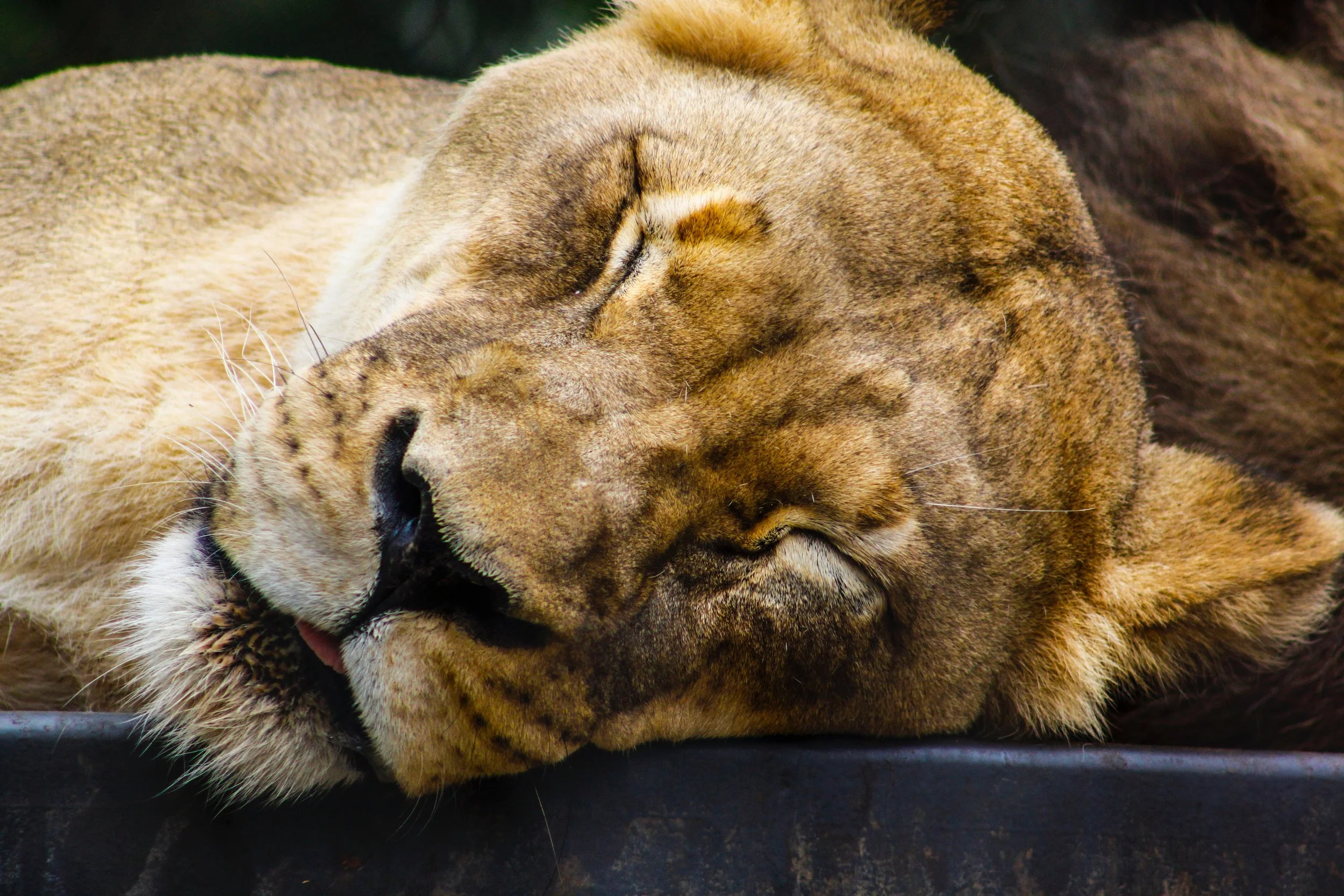 Sometimes You Just Have To Rest