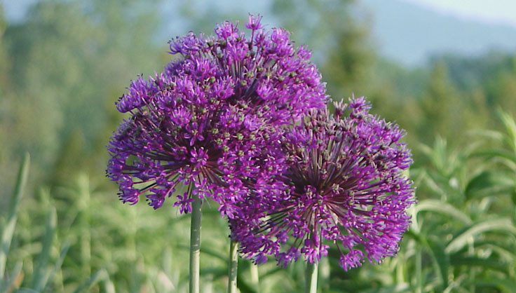 7371-purple-allium.jpg