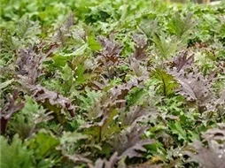 Kale-Russian-Red-stock-shots-HG-LSS-000_1528.jpg