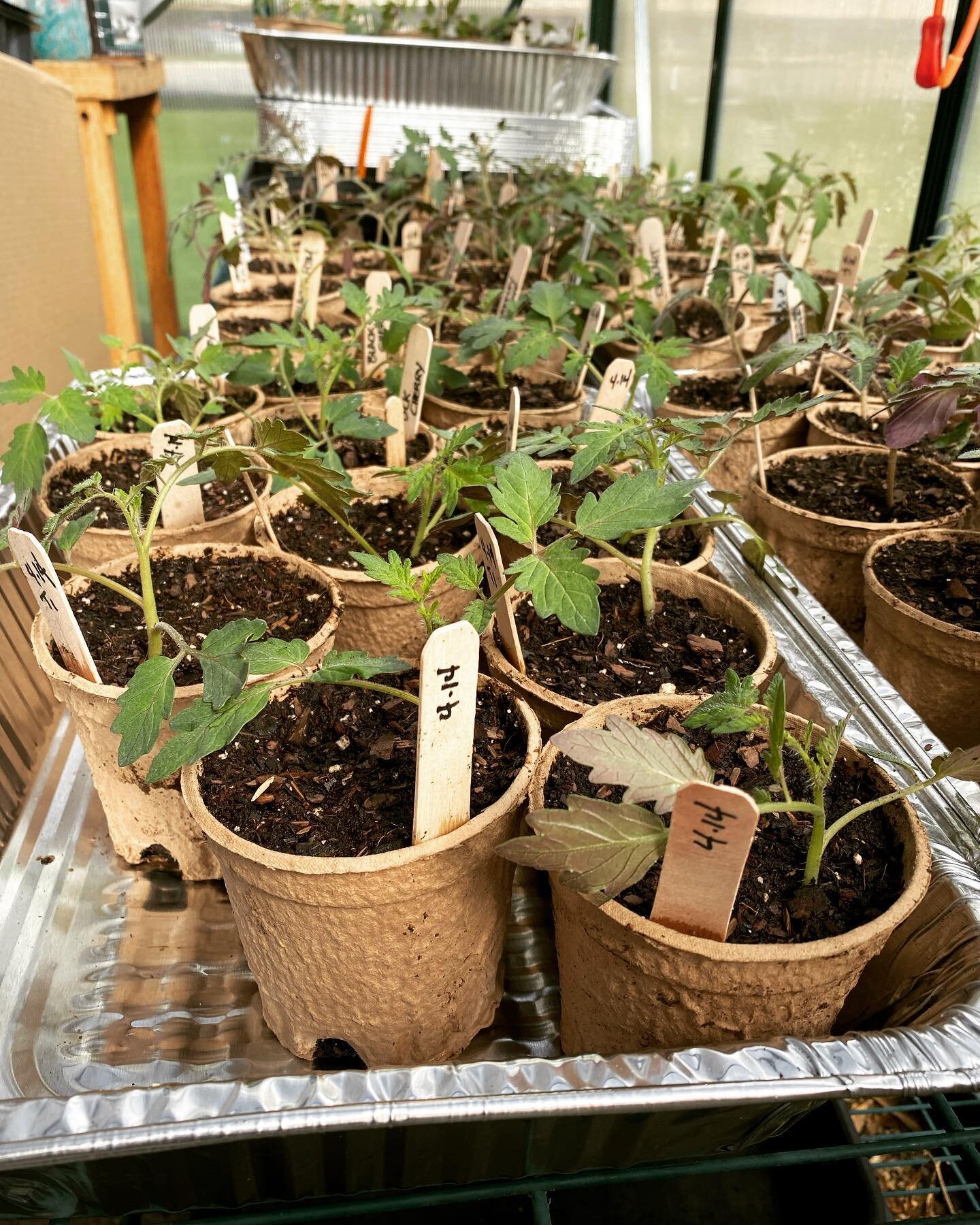 Potting Up in Progress on this National Gardening Day!
Over 80 Heirloom Tomatoes and started our @floretflower zinnia seeds- more in store for tomorrow!
Excited for all this season has in store - feels good getting hands back in the soil!
#localgrown