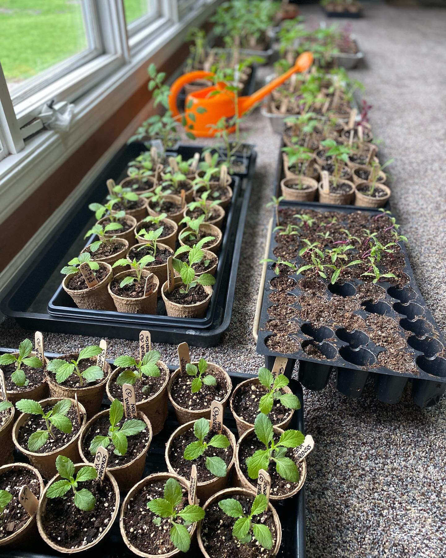 Coming in at 2L this mighty little @drammgardening can from our favorite Wisco Garden Shop @northwind_perennial is keeping up with the nearly 1,500 Veggie and flower starts we felt were necessary for this exciting season! We&rsquo;ve got new gardens 