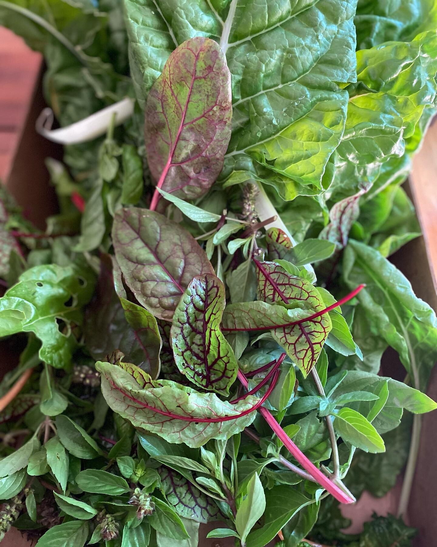 First day of summer friends! 
First harvest shared in our eighth growing season! 

Swiss Chard/assorted basils and that red-veined sorrel❤️ 

Garlic scapes GALORE!

We believe that everyone deserves access to garden fresh vegetables and we&rsquo;ve g