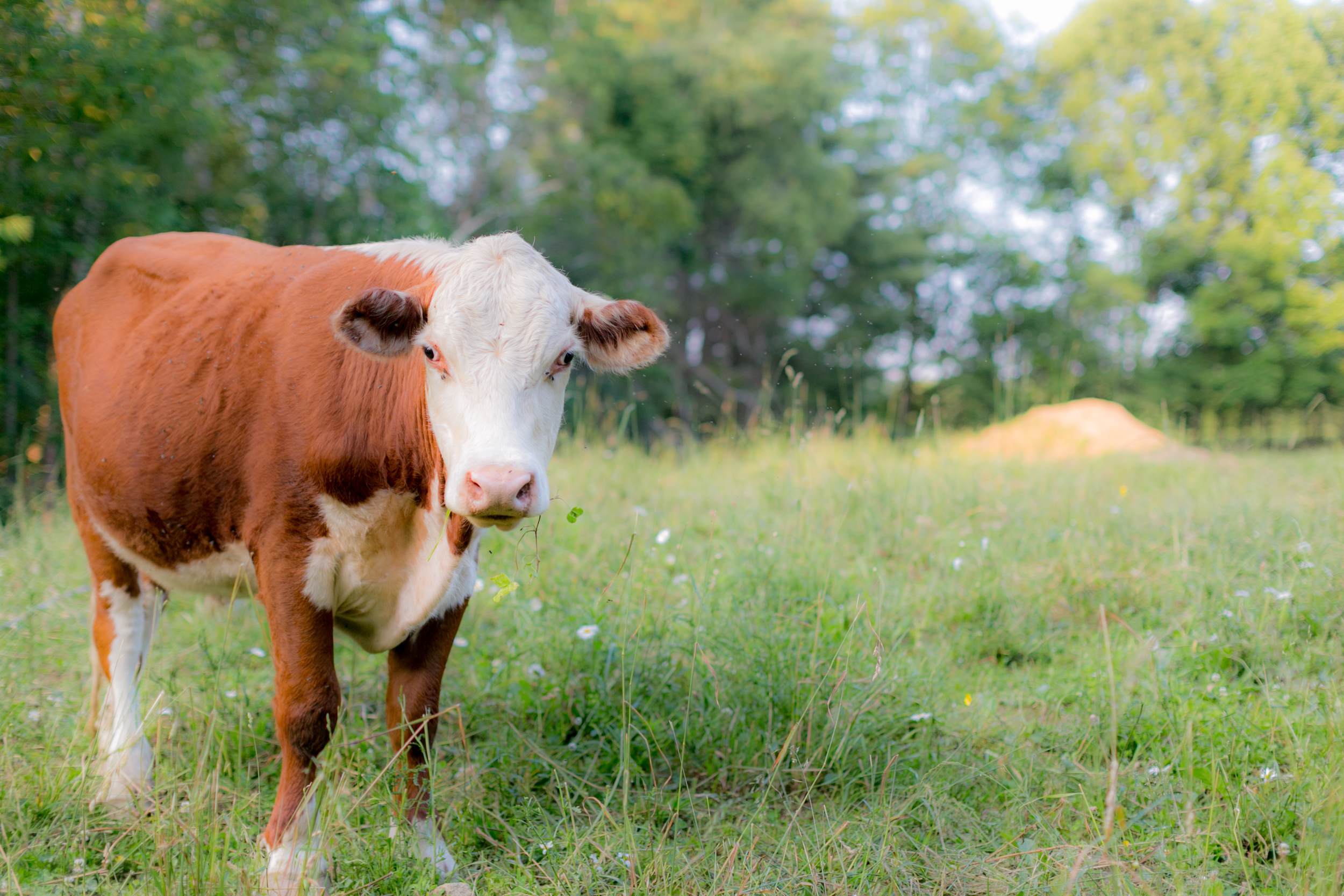 Fun times on the farm in Maine! FYI - cows are huge and it's mildly terrifying when they come running straight at you because they think you are feeding them