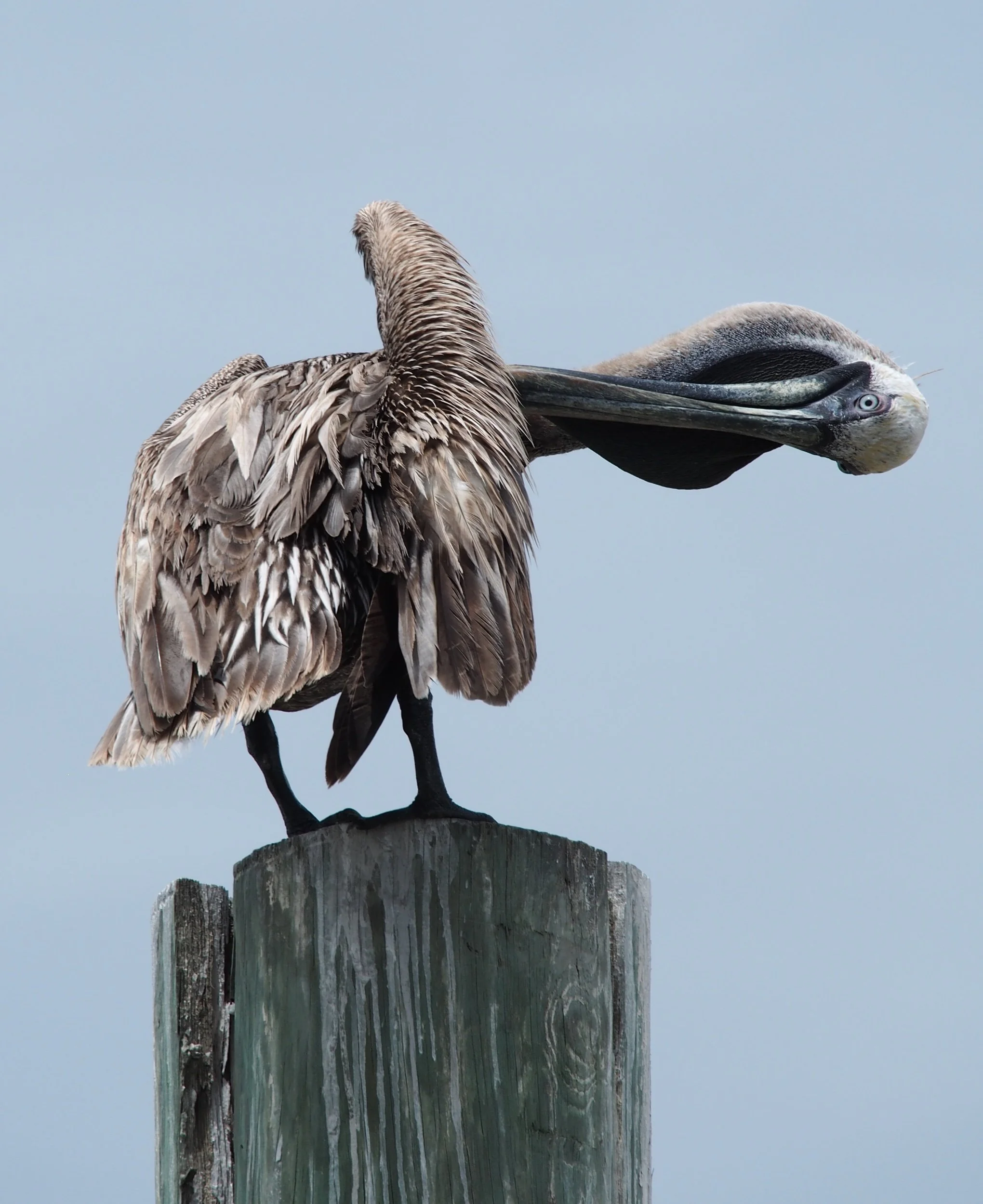 Pelican Pose