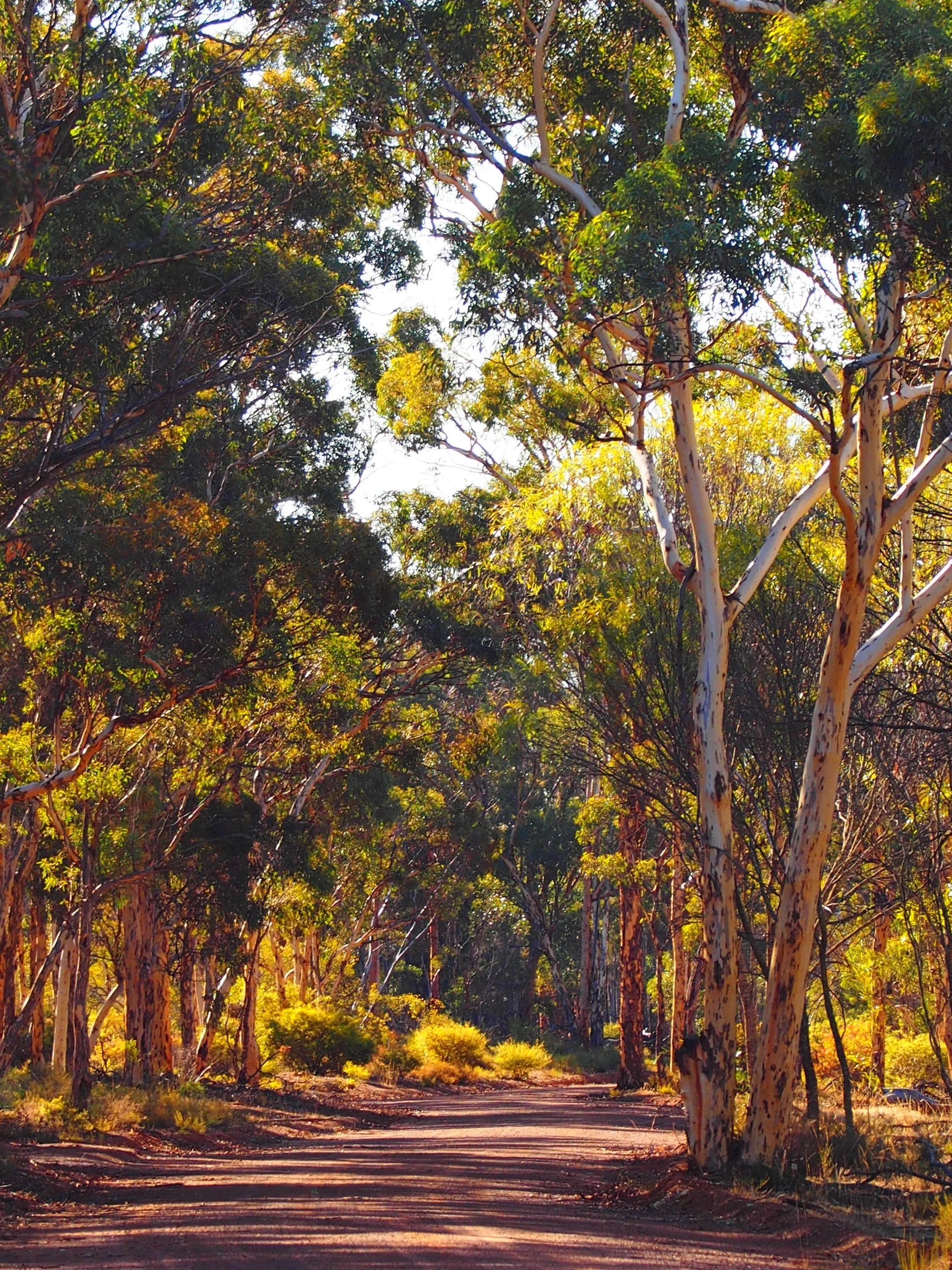 Dryandra WA