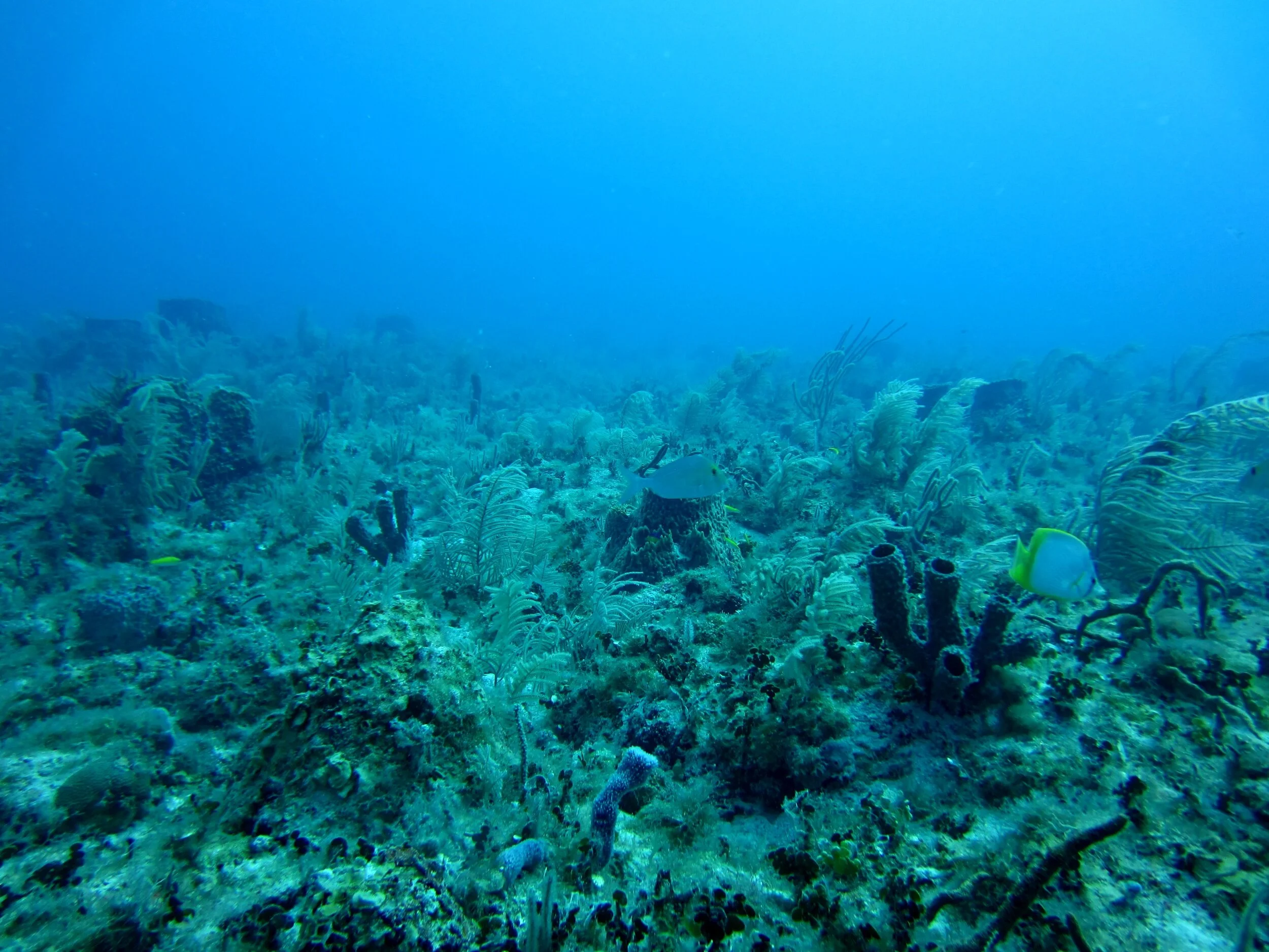 Australian Aquaculture Investment Fund created by Consulting & Implementation Services (CIS) FIND OUT MORE HERE
