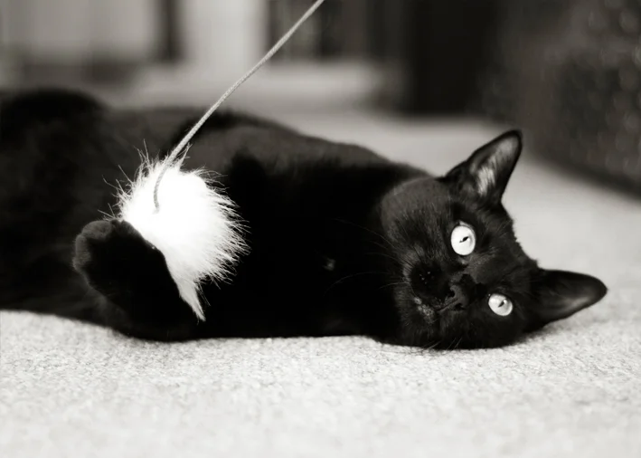 Black cat plays with mouse toy