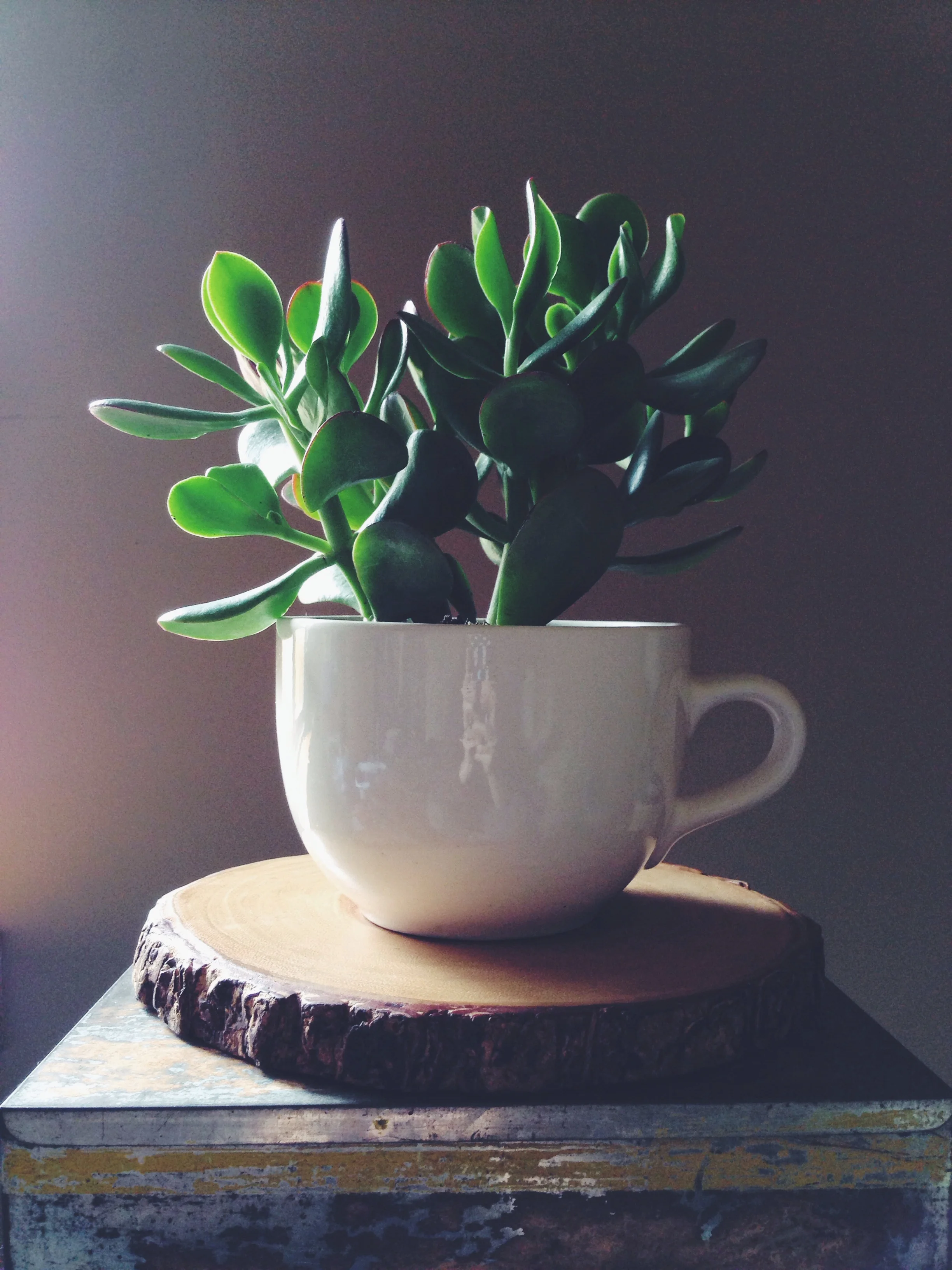 Mmmmm some succulent green tea. 