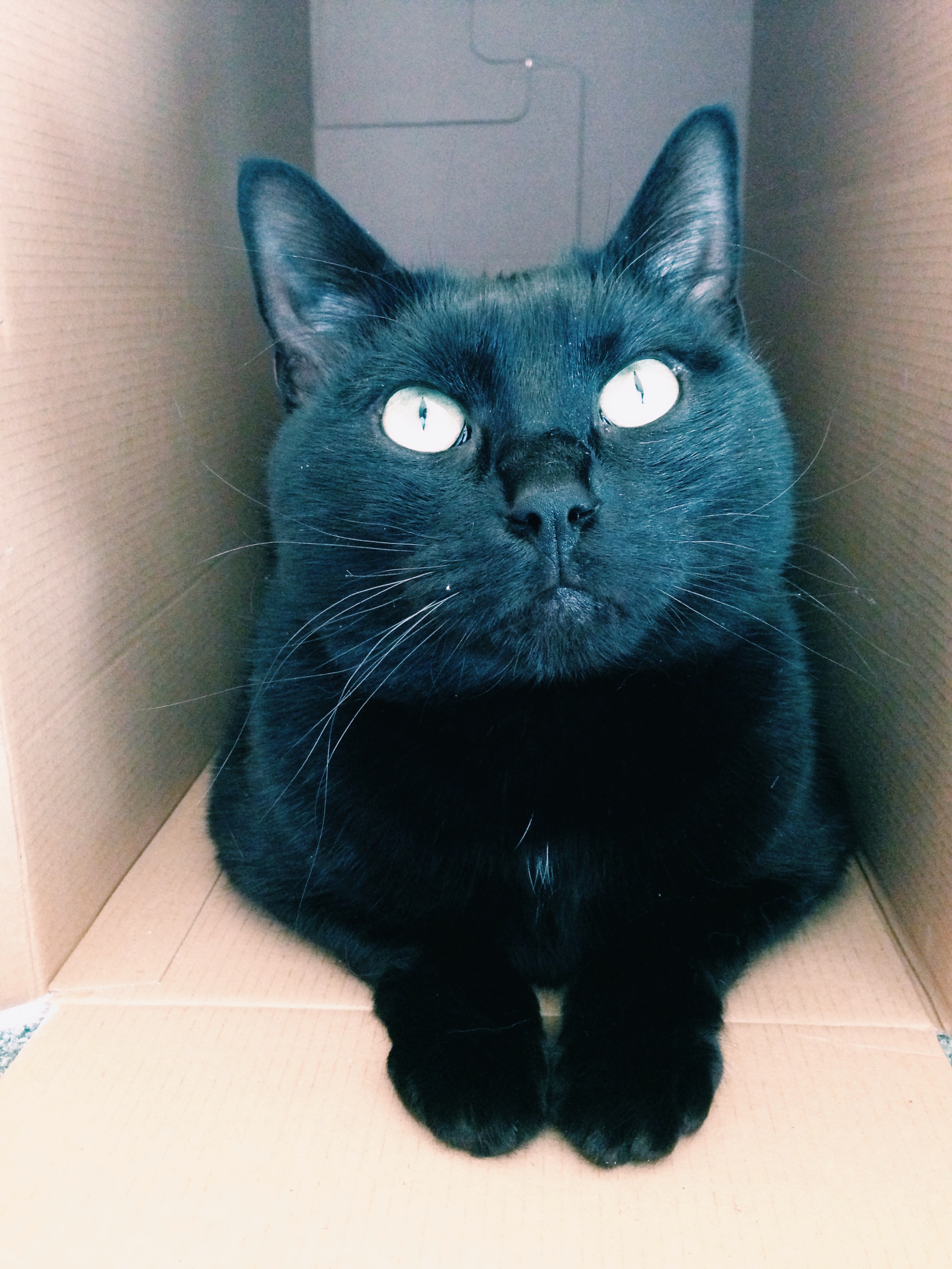 Box birthday present had Bijou's tick of approval within a minute or so.