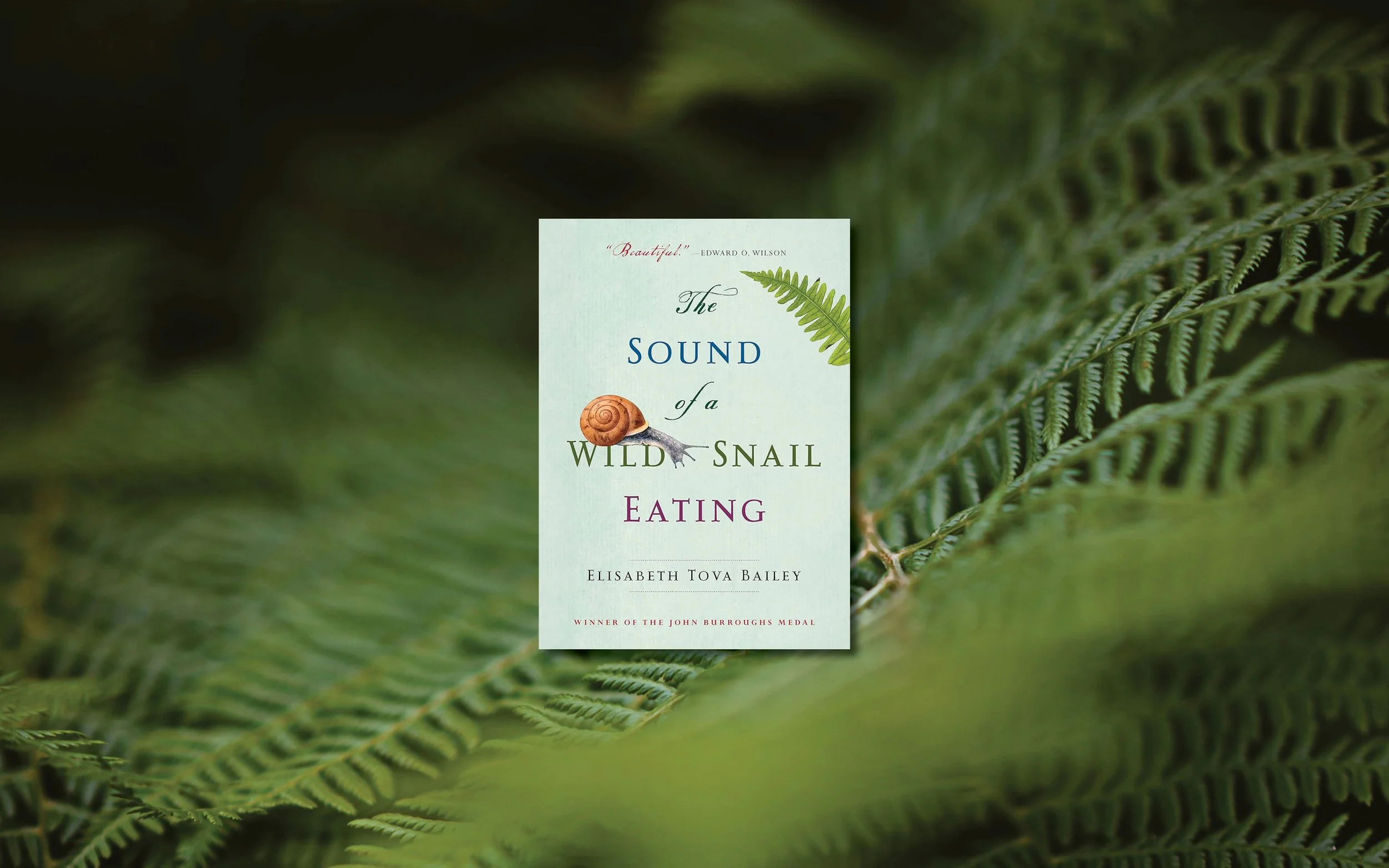 2024_15_Snail.jpg