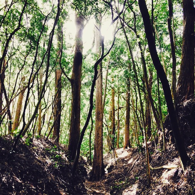 Though Shall Not Pass - I love this tree, standing tall in the middle of the trail, Lulumahu Falls Trail Hike, Oahu, Hawaii