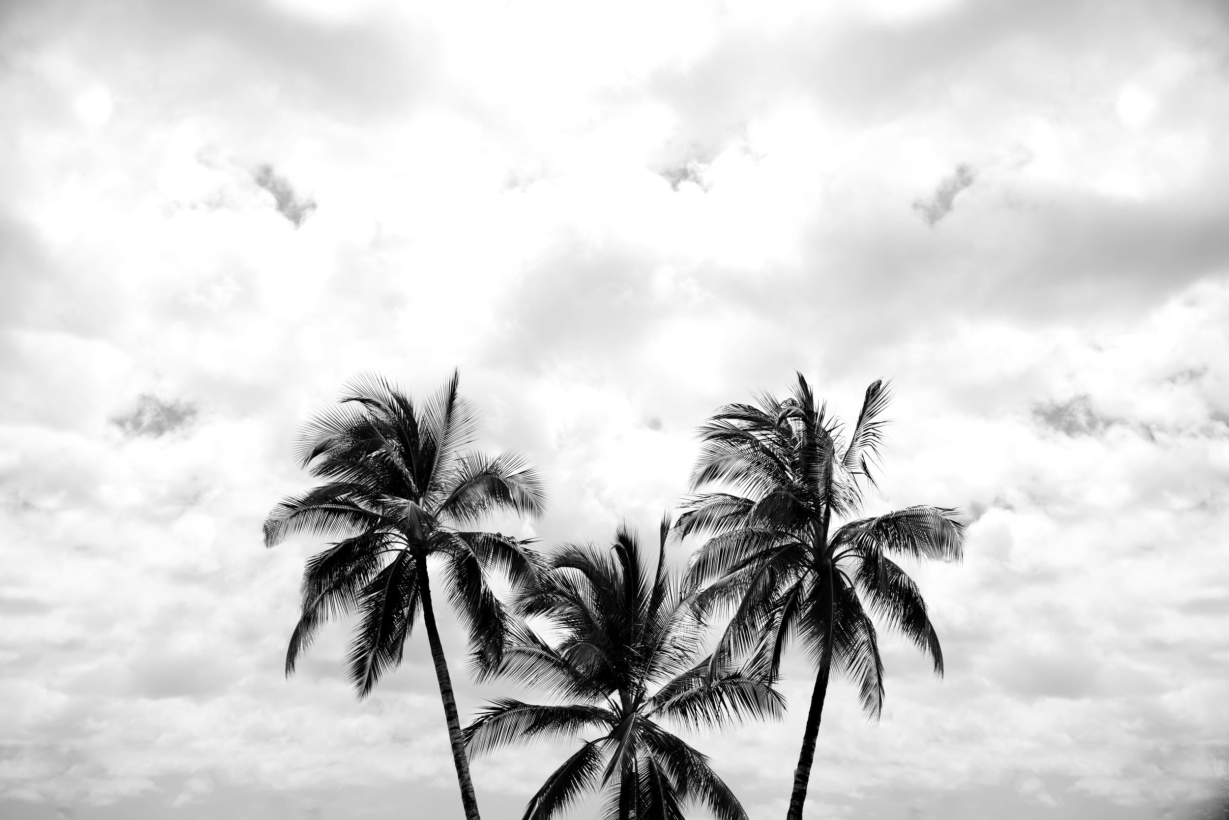 Palm Trees 7.jpg