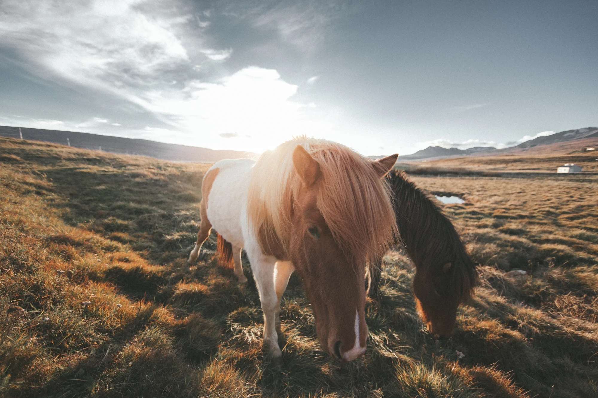 11.09.2016 // icelandic horseback riding.