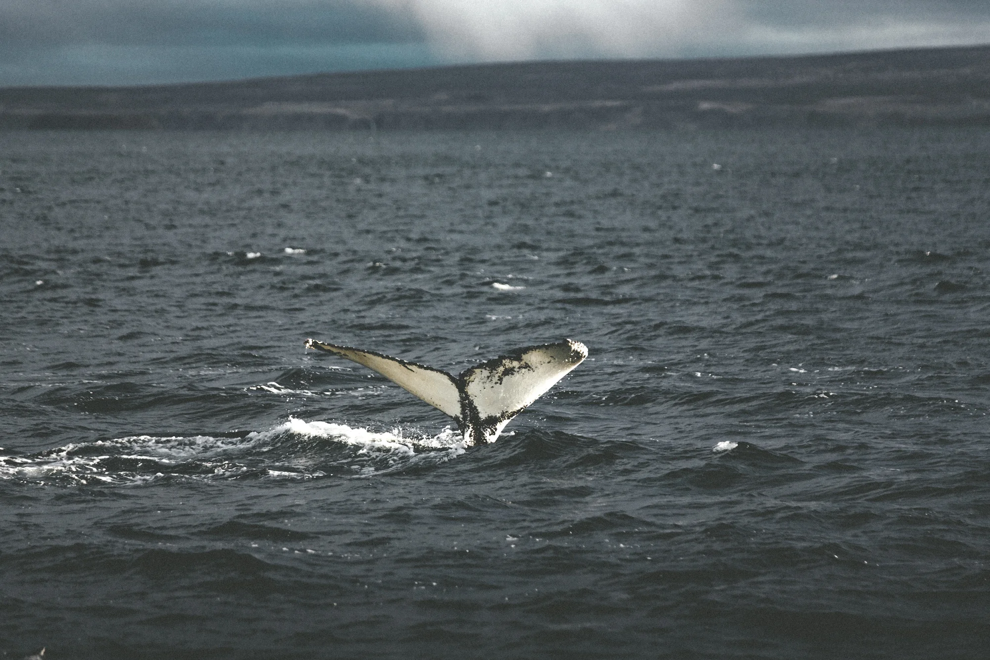 11.10.2016 // close encounters with whales right near the arctic circle.