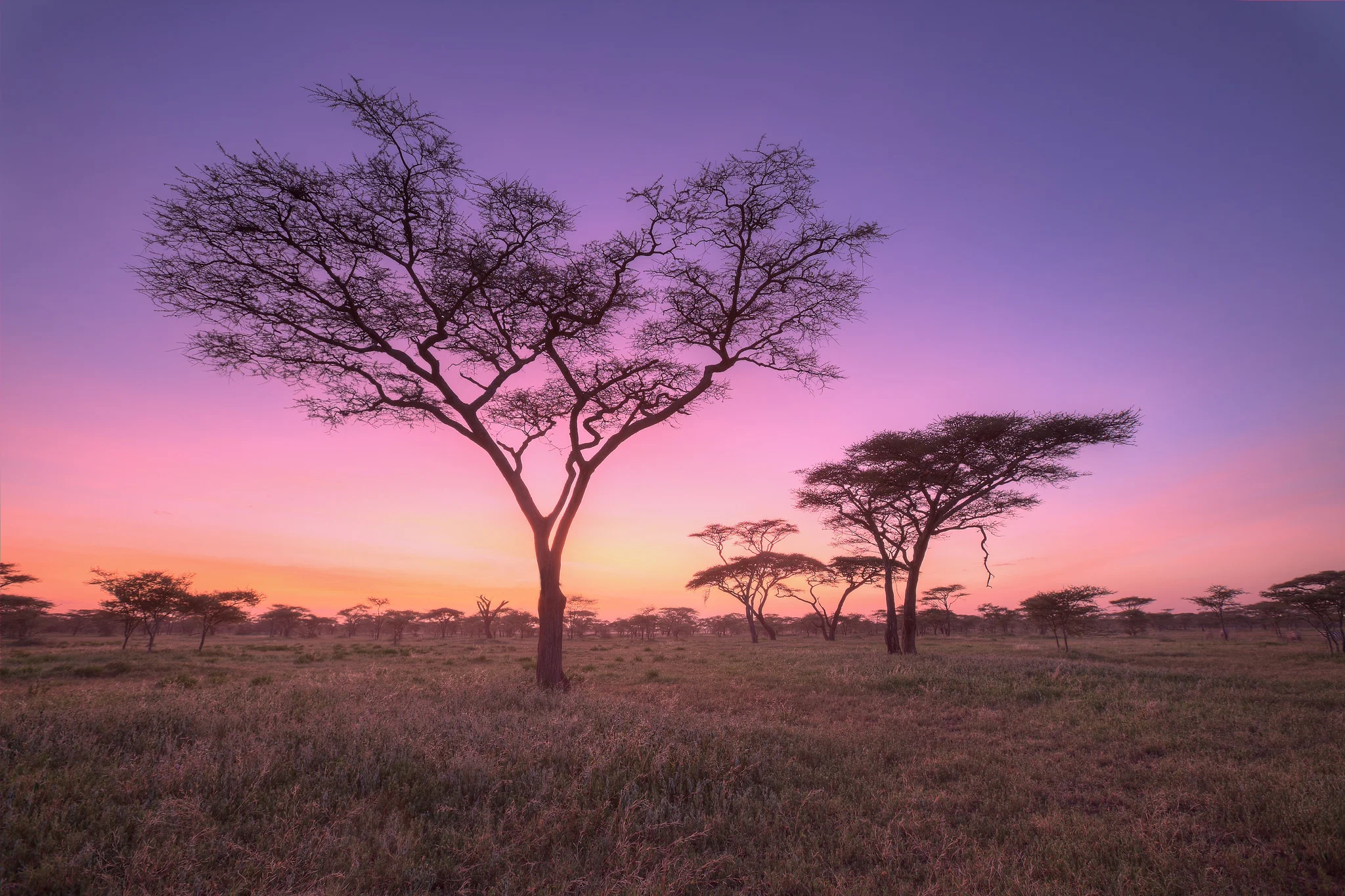 Ndutu, Tanzania.